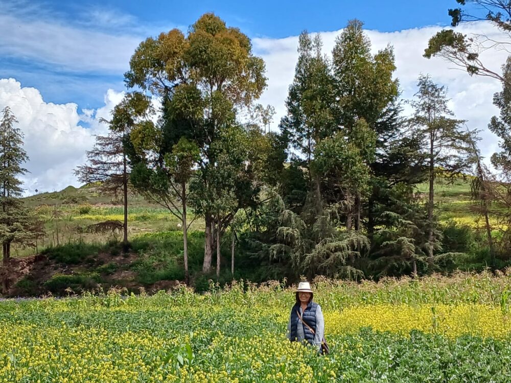 Terreno de 4 hectáreas en Molino Huaycco Peru